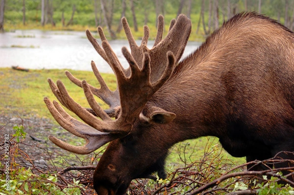 Fototapeta moose in alaska