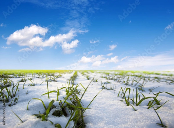 Obraz winter landscape