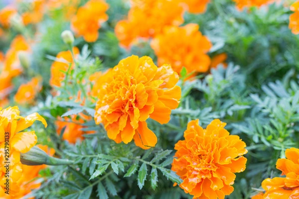 Fototapeta マリーゴールド