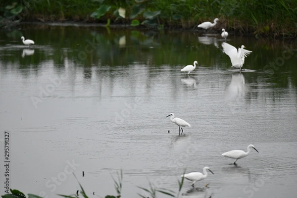 Fototapeta ハス田の白サギ