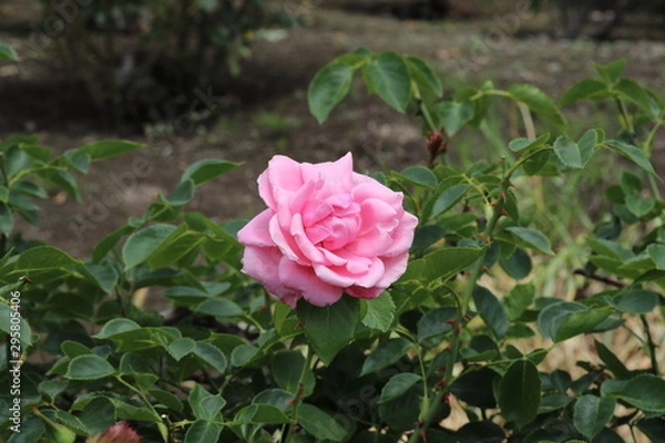 Fototapeta 薔薇　ばら　羽衣