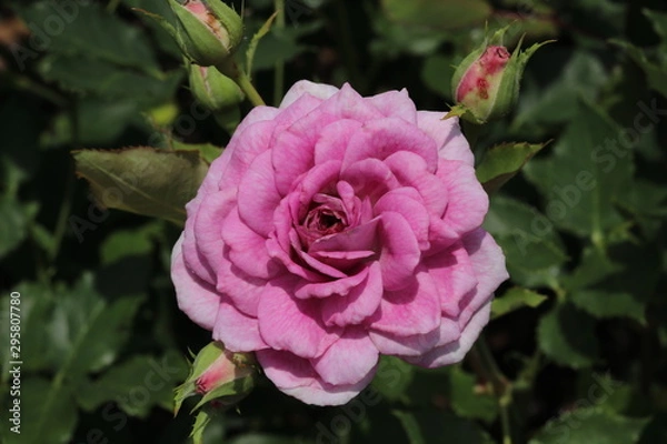 Fototapeta 薔薇　ばら　コティヨン