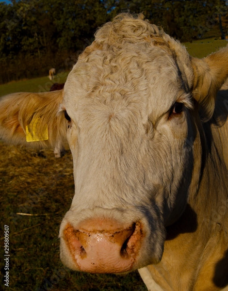 Obraz Portrait einer Kuh