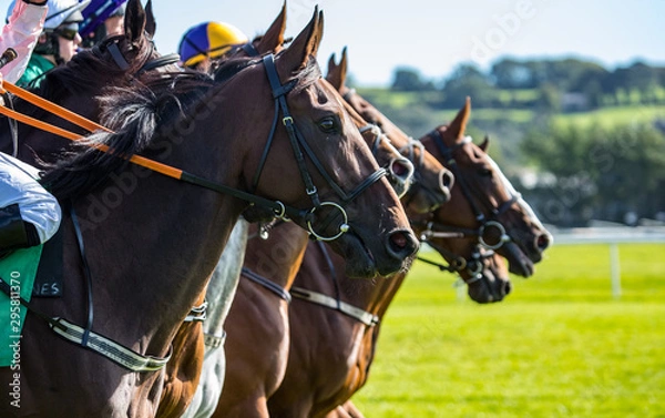 Fototapeta Close up on Race horses lined up for the race start