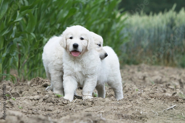 Fototapeta two puppies golden retriever