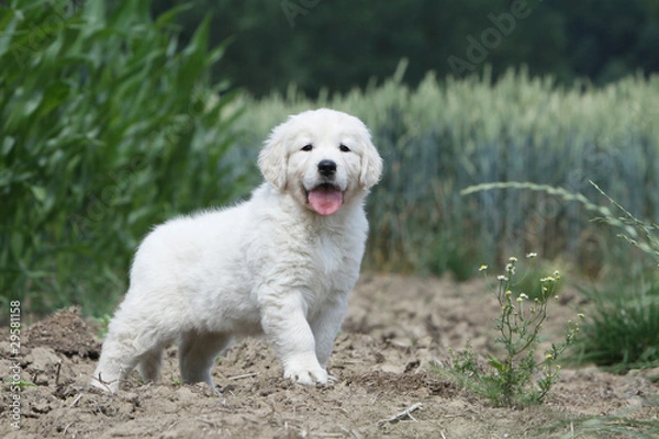 Fototapeta jeune golden retriever à l'allure fière