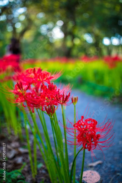 Fototapeta 巾着田の曼珠沙華