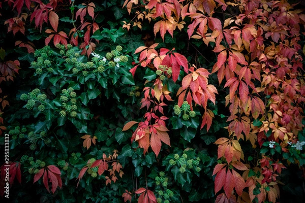 Obraz Red Autumn Leafs on a wall with green leafs inbetween