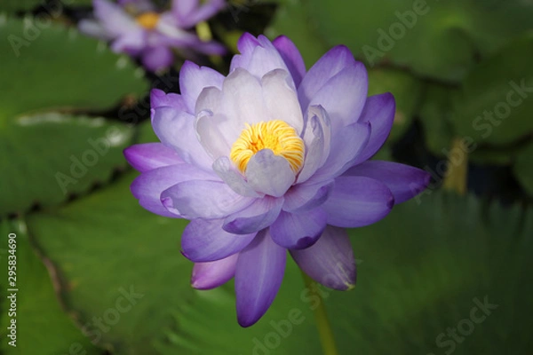 Obraz water lily