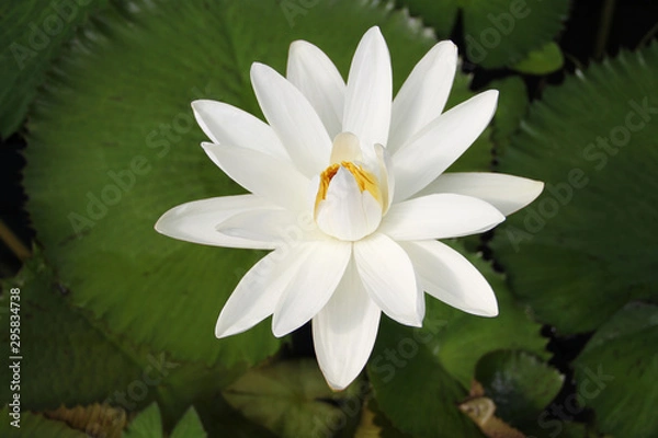 Obraz water lily