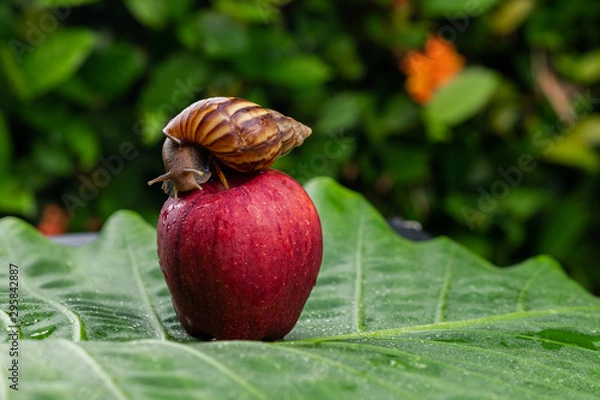 Fototapeta Close-up of a small achatina snail crawling over a bright red apple lying on a wet green leaf..Cosmetology concept