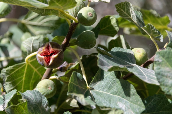 Obraz Ripe fig fruit on tree revealing its red inside