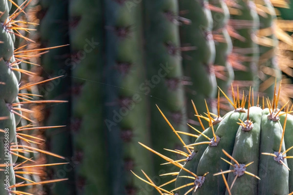 Obraz Detailed close-up of cactus showing orange spines and spider thread