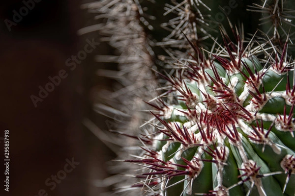 Obraz Detailed close-up of cactus showing dark red spines