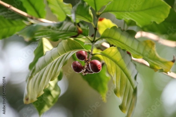 Fototapeta コーヒーの木になる実