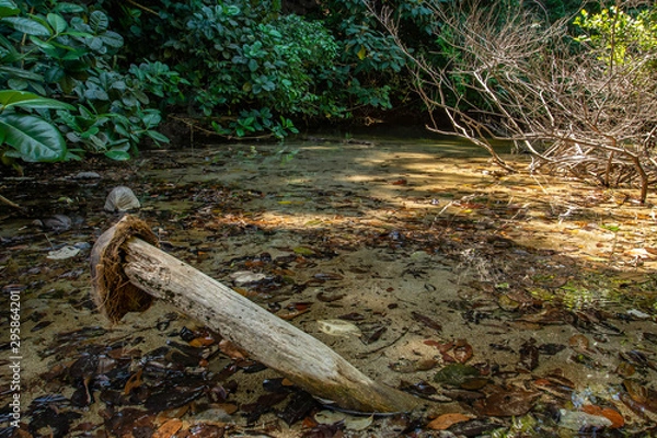 Fototapeta coconut shower in forest