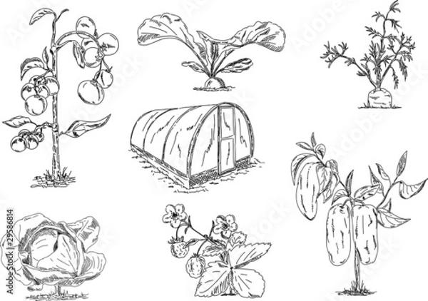 Obraz vegetables with greenhouse