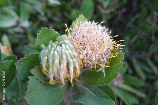 Fototapeta プロテアの蕾