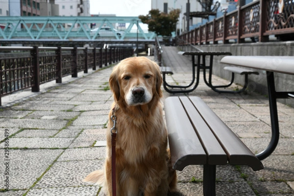 Fototapeta おすまししてるゴールデンレトリーバー
