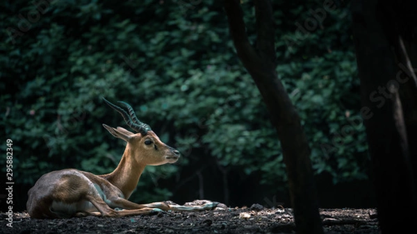 Fototapeta Wild deer in a forest with a spotlight in dense green background 