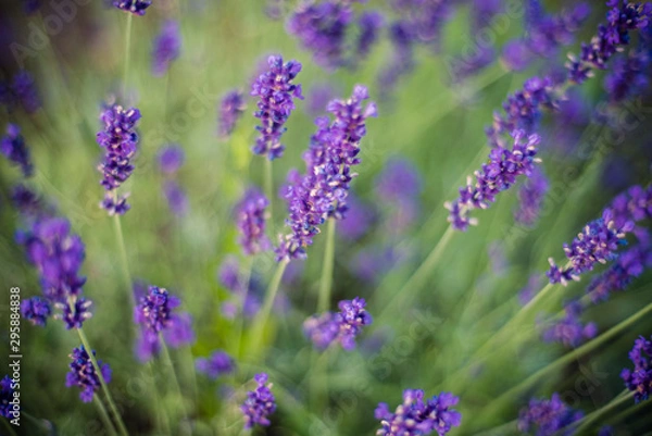 Fototapeta Lavender flowers on the field 