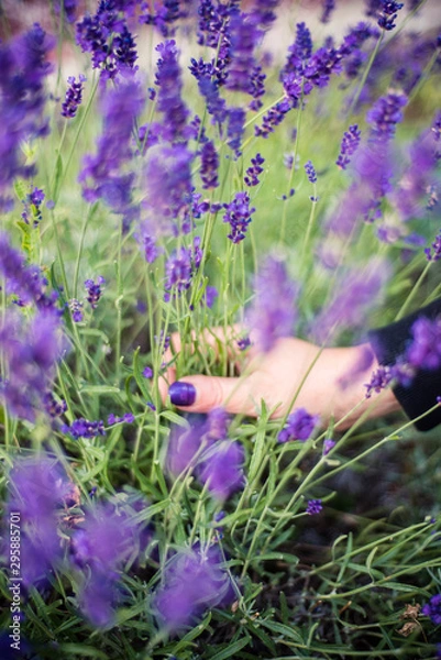 Obraz Hand with purple nails holding lavender in the field