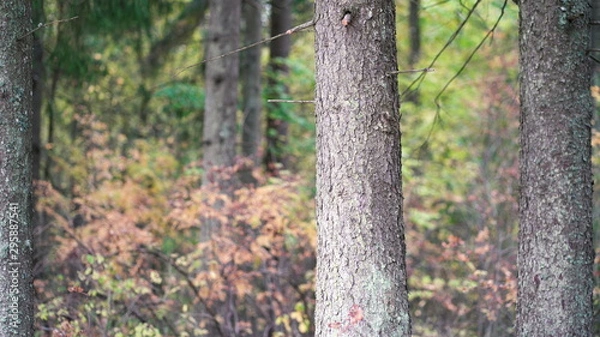 Fototapeta Big trunk of spruce on the edge of the autumn forest with orange leaves in October