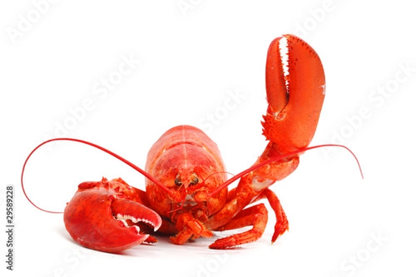 Obraz Witam Lobster