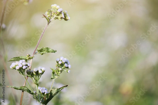 Obraz Beautiful blooming white wild flowers fields in springtime and natural sunlight shining on mountain.