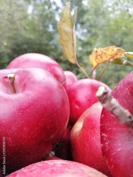 Fototapeta red apples on tree