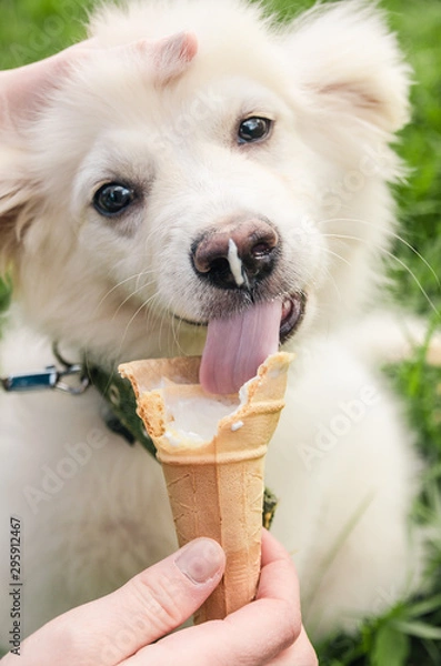 Fototapeta dog eating icecream