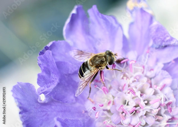 Obraz Pollen-Covered Bee