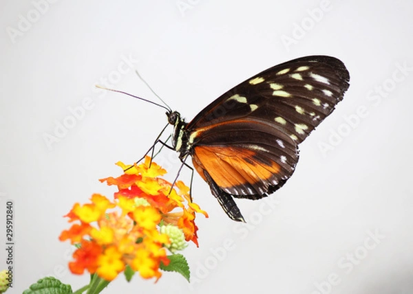 Obraz Butterfly