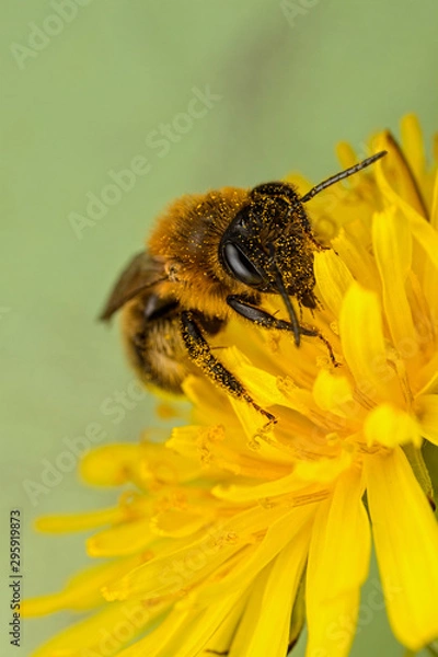 Obraz Bee on a Dandelion Flower
