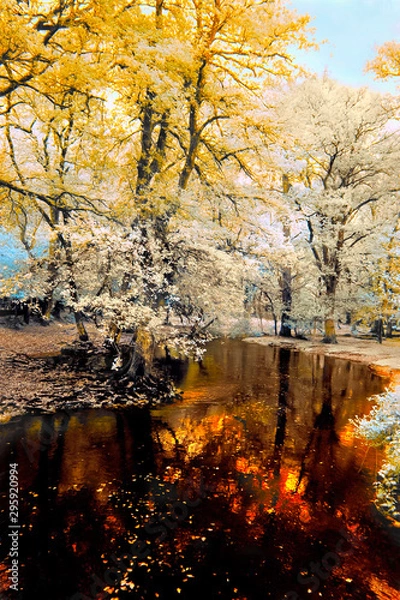 Obraz Autumn in the Forest