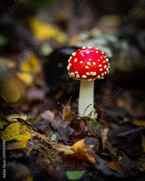 Obraz Die Pilze sind da 