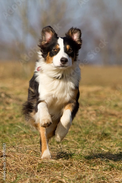 Obraz Australian Shepherd