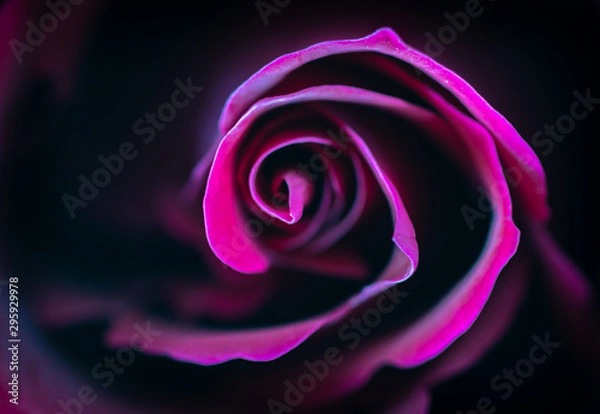 Obraz Róża z czarnym tłem