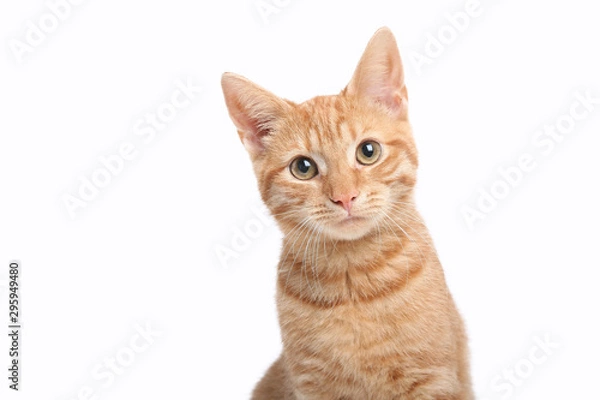 Obraz Beautiful cute orange cat