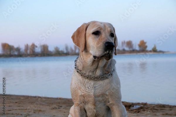 Fototapeta Labrador is sitting on the sand near the river. Six month old puppy with a metal collar. Evening sunset against a cloudless sky.