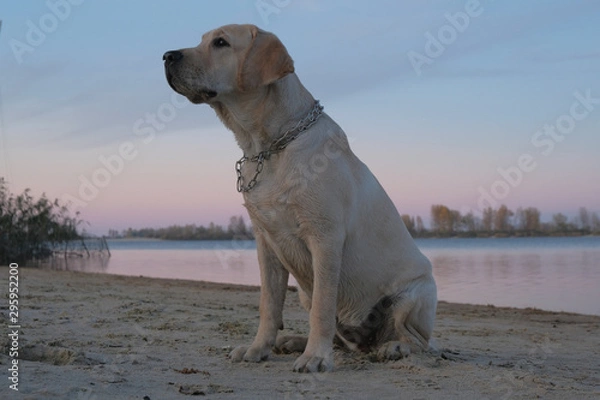 Fototapeta Labrador is sitting on the sand near the river. Six month old puppy with a metal collar. Evening sunset against a cloudless sky.