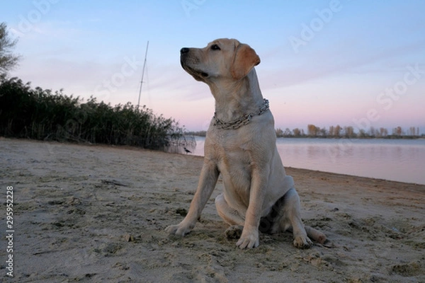 Fototapeta Labrador is sitting on the sand near the river. Six month old puppy with a metal collar. Evening sunset against a cloudless sky.