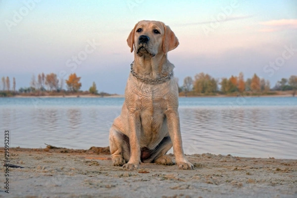 Fototapeta Labrador is sitting on the sand near the river. Six month old puppy with a metal collar. Evening sunset against a cloudless sky.