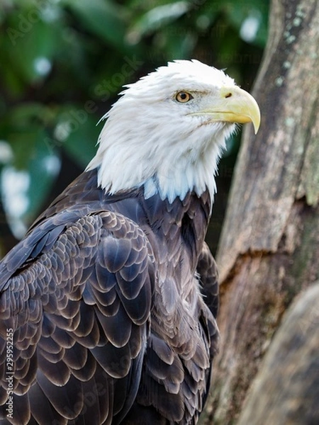 Fototapeta bald eagle 1