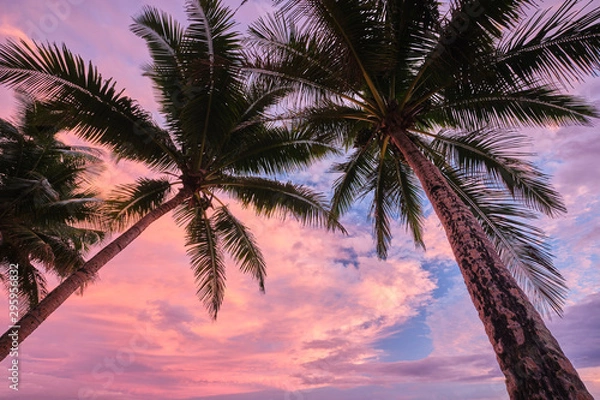 Obraz Two palm trees framing bright pink sky sunset on Coral Coast in Fiji