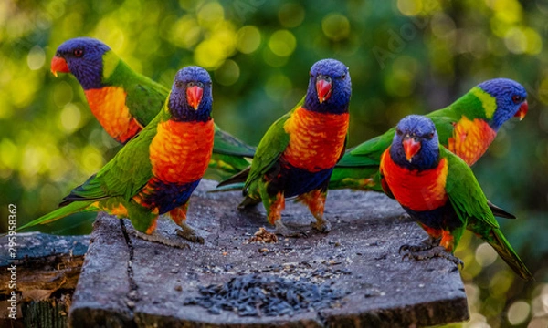 Obraz lorikeet