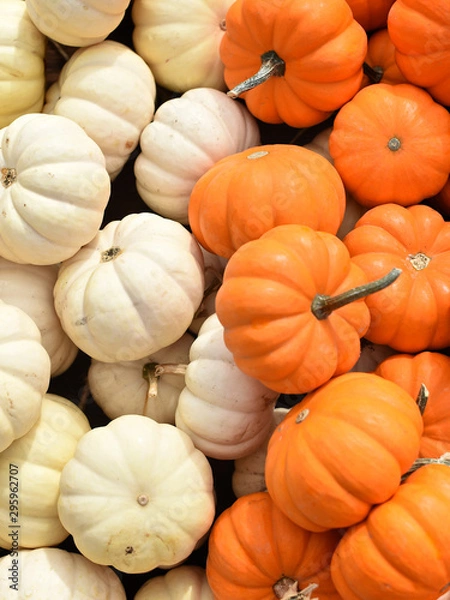 Fototapeta mini pumpkin patch