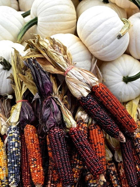 Fototapeta mini pumpkin patch