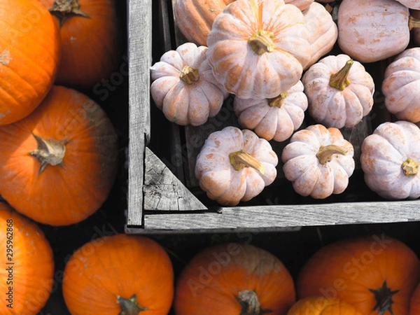 Fototapeta mini pumpkin patch