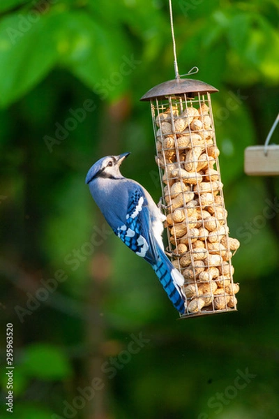 Fototapeta Blue Jay taking peanuts from a bird feeder